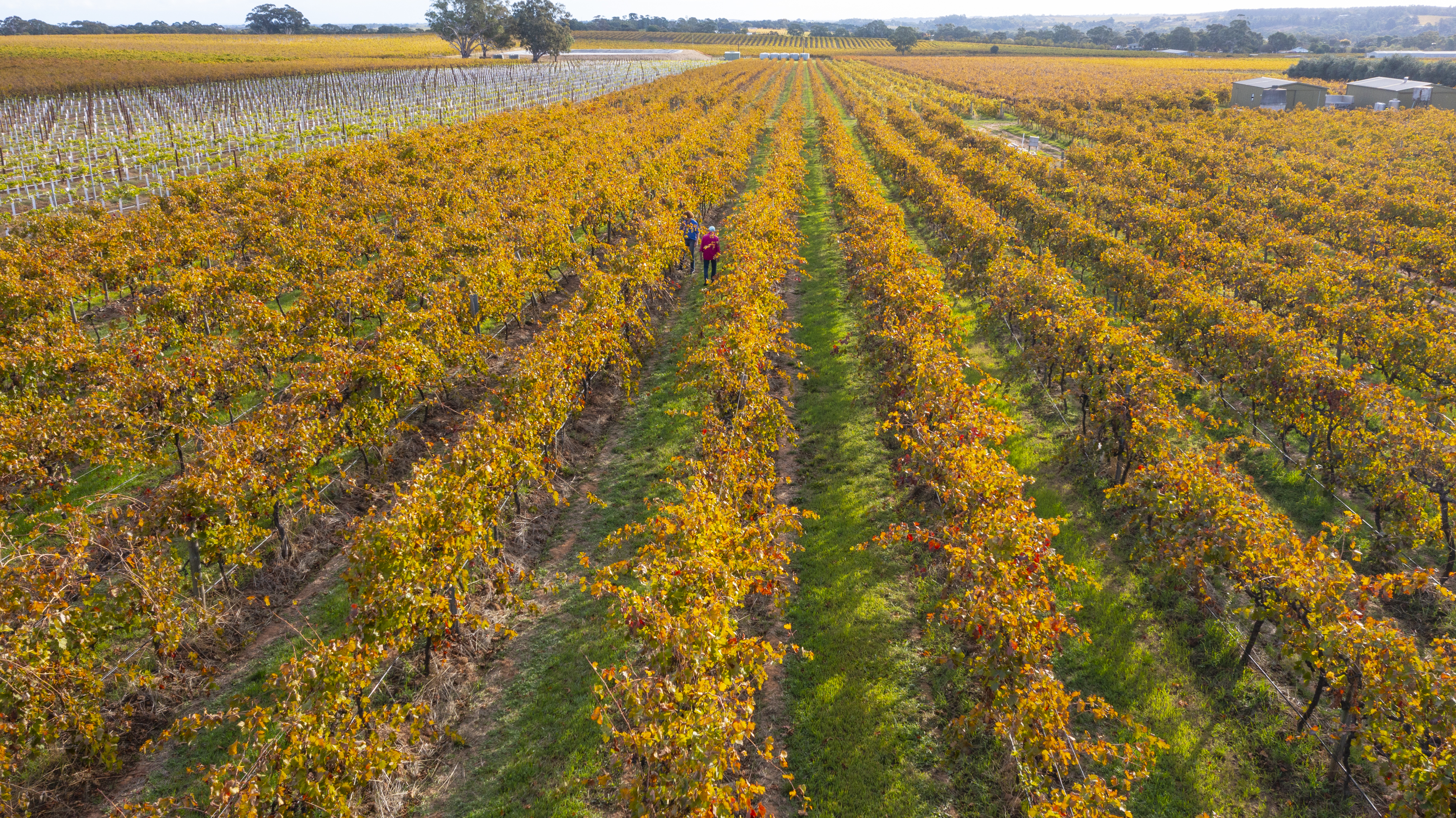 Vineyard landscape